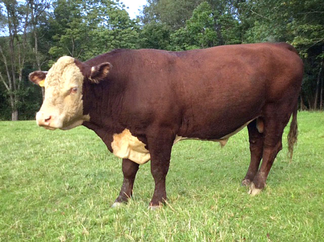 Present Hereford Bull